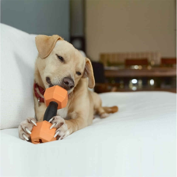 Dog chew toys: benefits for dental health and teething puppies！