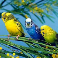 What does a budgie eat?