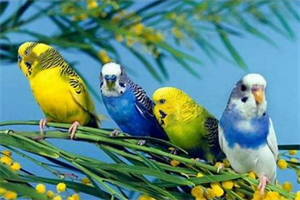 What does a budgie eat? - Blog - 3