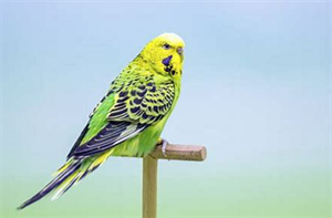 What does a budgie eat? - Blog - 1