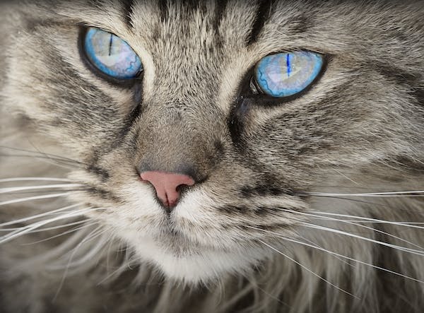 The secret of the cat's eye that glows at night - Blog - 1