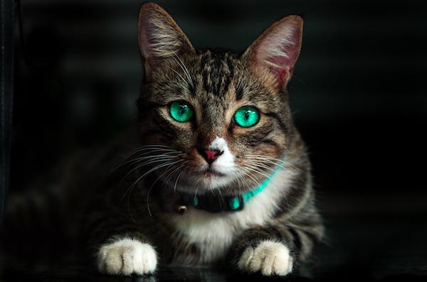 The secret of the cat's eye that glows at night - Blog - 2