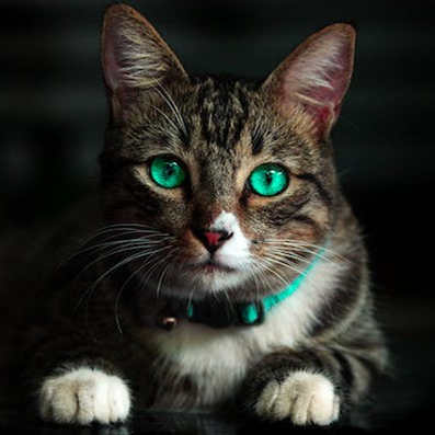 The secret of the cat’s eye that glows at night