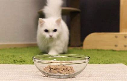 How many times a day do you feed kittens? - Blog - 1