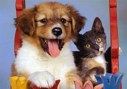 Choose to have a dog or a cat? - Blog - 2