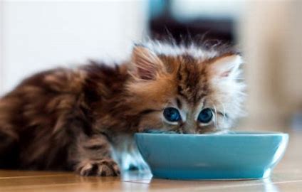 Several nutritional supplements that can be added to the diets of young pets - Blog - 1