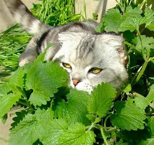 Why do cats like catnip?