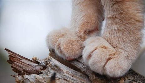 How to clip your cat's nails, with more focus on these aspects！ - Blog - 1