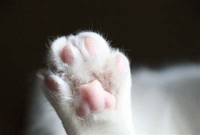 How to clip your cat's nails, with more focus on these aspects！ - Blog - 2