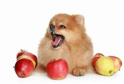 can dogs eat bananas?can dogs eat strawberries? - Blog - 1