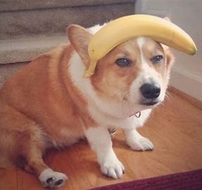 can dogs eat bananas?can dogs eat strawberries?