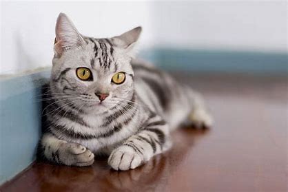 how long do house cats live? - Blog - 4