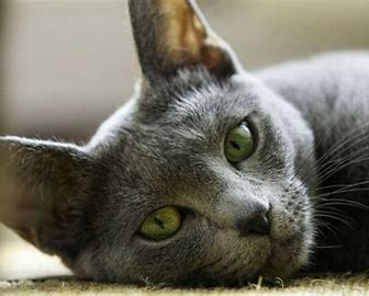 how long do house cats live? - Blog - 7