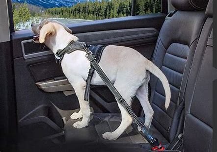 Best Pet Car Seats！ - Blog - 2
