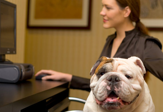 Have you ever thought about bringing your pet into the workplace? - Blog - 2