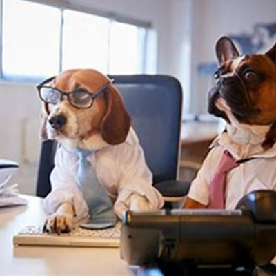 Have you ever thought about bringing your pet into the workplace?