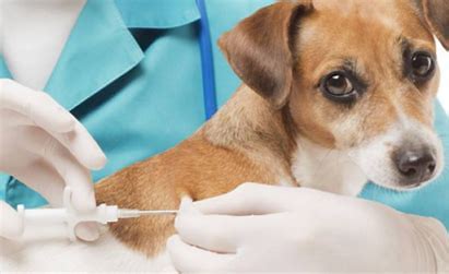 What are the symptoms of parvovirus in dogs? - Blog - 1
