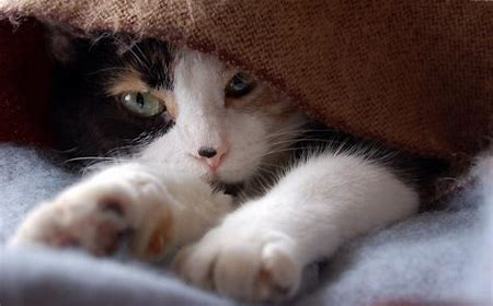 Cat tunnel A godsend for improving your cat's personality - Blog - 1